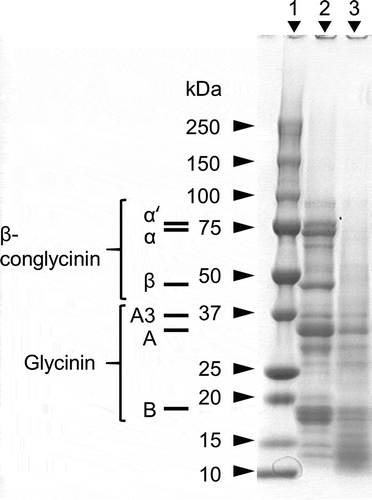 Figure 1. SDS-PAGE profiles for the untreated and lactic acid-fermented and enzyme-digested soybean samples. Lane No.1: Molecular weight standards, No.2: Untreated soybean, No.3: Lactic acid-fermented and enzyme-digested soybean.
