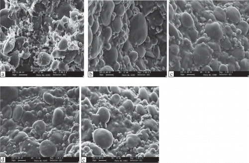 Figure 1 Scanning electron micrograph of bread dough just after mixing: (a) control; (b) 500 U lipoxygenase; (c) 2% gluten; (d) 2% gluten + 500 U lipoxygenase; (e) 1000 U lipoxygenase.