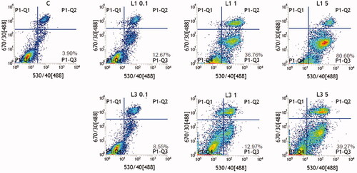 Figure 4. Apoptosis assay of HepG2 cells treated with L1 and L3. C was DMSO (negative control), others were L1 at 0.26, 2.6, 13 μM, and L3 at 0.22, 2.2, 11 μM, respectively.