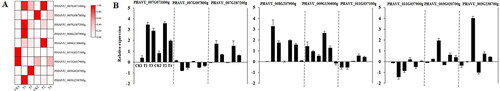 Figure 7. Relative expression levels of DEGs by RNA-seq (A) and qRT–PCR (B).