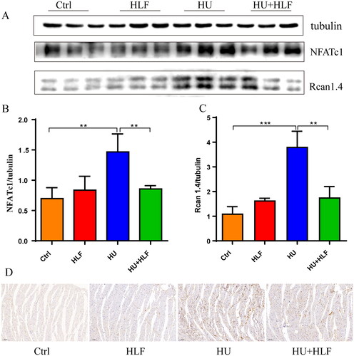 Figure 8. HLF treatment inhibits the Calcineurin-NFAT signalling pathway in rats after simulated microgravity. (A) Representative Western blots for NFATc1 and Rcan1.4 in left ventricular tissue from rats after 8 weeks of HU. (B-C) Quantification analysis of relative protein in A. (D) Immunohistochemistry for Rcan1.4 in myocardial tissue slices after 8 weeks of HU (10×; bar = 100 μm). Values are means ± SD, n = 8, *p < 0.05, **p < 0.01, ***p < 0.001.