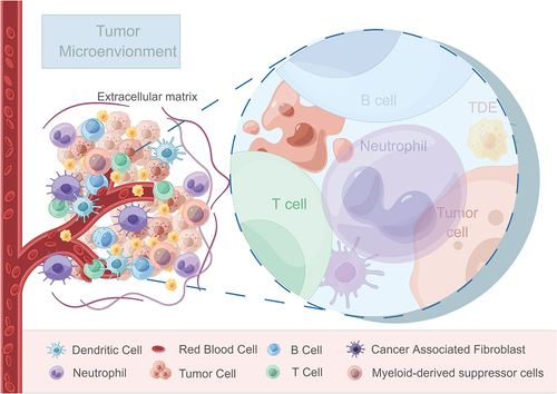 Figure 1. Schematic representation illustrating the components and interactions within the tumor microenvironment.