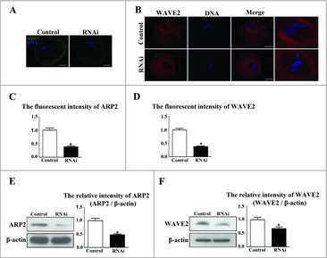 Figure 6. Effects of SKAP2 RNAi on ARP2 and WAVE2 expression. (A) Subcellular localization of ARP2 after SKAP2 siRNA injection. ARP2 was mainly distributed at the membrane in the control oocytes, whereas ARP2 expression was barely detectable in the siRNA-injected group. Green: ARP2; blue: chromatin. Bar = 20 μm. (B) Localization of WAVE2 after SKAP2 siRNA injection. WAVE2 was expressed around the spindle, whereas no specific localization of WAVE2 was observed around spindle in the siRNA-injected group. Red: WAVE2; blue: chromatin. Bar = 20 μm. (C) The fluorescence intensity of ARP2 in the SKAP2 siRNA-injected oocytes was decreased. (D) The fluorescence intensity of WAVE2 in SKAP2 siRNA-injected oocytes was significantly reduced. (E) ARP2 expression was reduced after SKAP2 siRNA injection by western blotting examination, as the relative intensity of ARP2 protein was significantly decreased. (F) WAVE2 expression was decreased after SKAP2 siRNA injection by western blotting analysis, as the relative intensity of WAVE2 protein was significantly reduced. *: significant difference (P < 0.05).