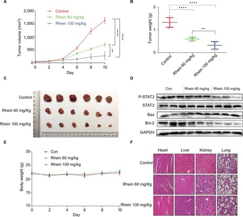 Figure 5 Antitumor activity of Rhein in H460 xenograft animal model.Notes: (A) The result of tumor volume. (B) The tumor weight (n=6). (C) Representative images of the tumor tissue in control and treatment groups (n=6). (D) The tumor tissues were extracted and a Western blot assay was performed. (E) Mice body weight. (F) Kidneys, livers, lungs and hearts tissues from three groups were sectioned at 5 μm and the slides were stained with H&E. All images were obtained by microscope with 20× magnification. **P<0.01****P<0.0001.