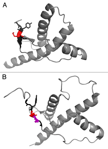 Figure 2. (A) Human PrP 90–230 structure from Zahn et al., 2000.Citation61 PDB entry 1QM1. The sequence 127–131 is highlighted where residue 129 is colored red. (B) Chicken PrP 119–230 structure from Calzolai et al., 2005.Citation62 PDB entry 1U3M. The sequence 127–131 is highlighted where residue 129 is colored red and residue 130 is colored in magenta. Sequence numbering according to human sequence.