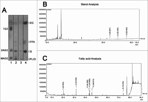 Figure 3. Evaluation of neutral lipid composition of EVs. (A) High performance thin liquid chromatography for neutral lipids of the EVs from Acanthamoeba castellanii. Lane 1 – Lipid standards (TG- Triglycerides −; DAG- Diacylglycerol; MAG- Monoacylglycerol), Lane 2- EVs secreted in PYG, Lane 3- EVs secreted in glucose medium and Lane 4- Lipid standards (EC- Esterified cholesterol; FFA- Free fatty acids; S- cholesterol; PL/O- Phospholipids. (B) GC-MS for determination of sterol composition in EVs of A. castellanii. Two biological replicates were analyzed with similar results. Peaks of interest are represented by numerals, followed by their retention time in the chromatogram. Peak 1 – [(3-β)-cholest-5-en-3-yl]oxy]trimethyl]-silane (rt = 32.557 min), Peak 2 – [(ergosta-5,7,22-trien-3β-yloxi)trimethyl]-silane (rt = 35.355 min) and Peak 3 -stigmasta-5,7,22-trien-3α-ol (rt = 35.520 min). (C) GC-MS for fatty acids present in the EVs of A. castellanii. Peaks of interest are represented by numerals, followed by their retention time in the chromatograph. Peak 1- methyl miristate (rt = 20.663 min), Peak 2- methyl palmitate (rt = 32.008 min), Peak 3- methyl linoleate (rt = 44.200 min), Peak 4- methyl oleate (rt = 44.683 min), Peak 5- methyl stearate (rt = 46.675 min) of and Peak 6- methyl erucate (rt = 75.033 min).