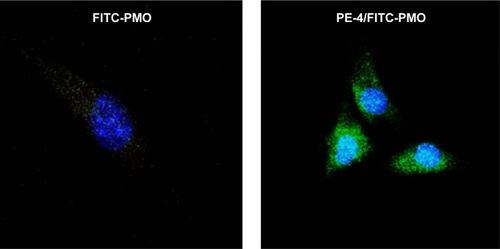 Figure 6 Confocal microscopic images of C2C12 cells treated with FITC-PMO (2 µg) without and with PE-4 (5 µg). Nuclear staining with Hoechst 33258. The images were obtained under a magnification of 63×. Labeled PMO can be observed at lower levels throughout the treated cells; however, with the addition of PE-4, greater levels of labeled PMO can be observed with greater concentrations in the perinuclear space.Abbreviations: PE, polyelectrolyte; FITC, fluorescein isothiocyanate; PMO, phosphorodiamidate morpholino oligomer.