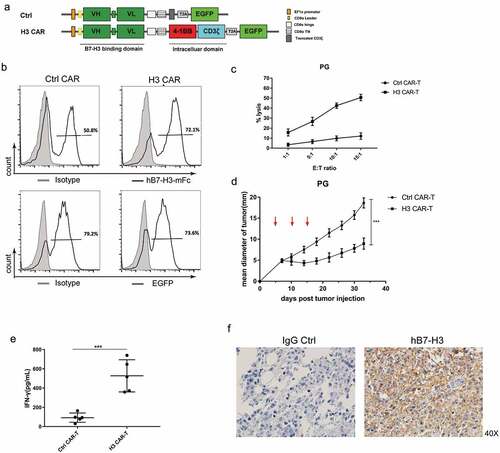 Figure 2. The function of B7-H3 specific CAR-T cells. (a) Schematic structure of the B7-H3 targeted CARs. H3 CAR consisting of anti-B7-H3 scFv and following the CD8 hinge and transmembrane domain, 4-1BB intracellular domain and the CD3ζ intracellular domain. A control CAR was designed by replacing CD3ζ domain in the H3 CAR with a truncated form of CD3ζ. VH: variable heavy chain; VL: variable light chain; L: linker; T2A: 2A oligopeptides of Thosea asigna virus. (b) Expression of B7-H3-specific CAR or EGFP on human T cells was detected by flow cytometry using hB7-H3-mFc protein (black line); Flag-mFc protein served as an isotype control (gray). (c) Cytotoxicity of CAR-T cells was evaluated by incubating CAR-T cells with FarRed-labeled PG cells at different effector/target (E/T) ratios ranging from 1:1 to 15:1 for 12 h. The cells were stained with DAPI and the viability of the PG cells was analyzed by Flow cytometer. Cytotoxicity was then calculated as described in Materials and methods. (d) PG tumors were subcutaneously established in the right flanks of NCG mice. Control or H3 CAR-T cells were i.v. injected to treat the mice at day 5, 10, and 15 (red arrows). The mean tumor diameters in each group (n = 5) are shown. Error bars denote SD. P values by a two-way ANOVA. ***(P < .001). (e) IFN-gamma levels in the serum of the mice were measured by ELISA at day 15 after last treatment. All data are presented as mean ± standard deviation, and error bars denote SD (c-e). P values by a two-way ANOVA (d) or a two-tailed unpaired t-test (e). ***(P < .001). (f) Representative IHC staining using anti-B7-H3 mAb (clone 6A1, Abcam) for B7-H3 protein on the tumor tissues remained in the mice treated with H3 CAR-T cells
