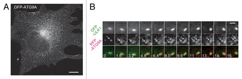 Figure 5. ATG9 vesicles are transiently recruited to the autophagosome formation site. (A) Structured illumination microscopy (SIM) imaging of MEFs stably expressing GFP–ATG9A cultured in starvation medium. Scale bar: 10 μm. (B) Time-lapse images of GFP–ULK1 and mRFP–ATG9A in starved MEFs were simultaneously produced at a rate of 160 ms/frame by conventional fluorescence microscopy using a fluorescence-split system. Selected images (1.6 s interval) are shown. Arrowheads indicate mRFP–ATG9A structures that are associated with a GFP–ULK1 punctate structure. Scale bar: 2 μm.