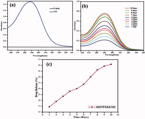 Figure 5. UV–Vis spectra of (a) encapsulation efficiency of VK on HAP/PXSA, (b) release of VK from HAP/PXSA/VK, and (c) VK release profile from HAP/PSXA/VK.