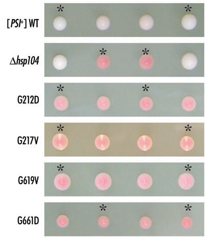 Figure 4 Tetrad analysis of hsp104 mutant phenotypes monitored by nonsense suppression of the ade1-14 strain. Heterozygous diploids from matings between indicated hsp104 mutants and wild-type [PSI+] cells (NPK151) were sporulated and their progeny were incubated on YPD at 30°C for four days. Asterisks indicate the Leu+, hsp104 mutants.