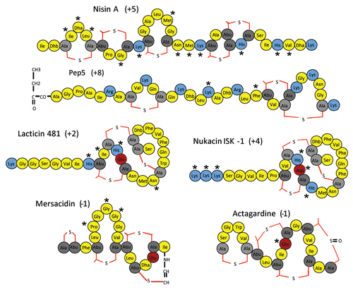 Figure 1 Structures of the lantibiotics Nisin A, Pep5, Lacticin 481, Nukacin ISK-1 with charged amino acids highlighted (positively charged residues in blue, negatively charged residues in maroon, Ala-S-Ala [lanthionine] as light grey, Abu-S-Ala [β-methyl lanthionine] in dark grey colored, other amino acid residues in yellow color). Asterisks correspond to residues altered in the charge mutants referred to in the text.