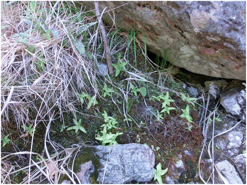 Photo 6. Vue de l’Adianto – Pinguiculetum reichenbachianae à Bendola (photo CBN méditerranéen).
