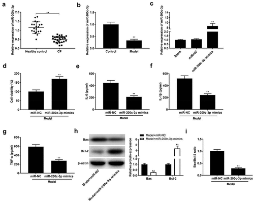 Figure 3. Over-expression of miR-200c-3p inhibits inflammatory response in model group. (a) The expression of miR-200c-3p in healthy control individuals and CP tissues. **P < 0.01 vs. healthy control. (b) The expression of miR-200c-3p in model group. **P< 0.01 vs. control. (c) The expression of miR-200c-3p was detected by qRT-PCR after transfection of miR-NC and miR-200c-3p mimics. **P < 0.01 vs. miR-NC. (d-g) Cell viability and the levels of IL-6, IL-1β, and TNF-α in model + miR-NC and model + miR-200c-3p mimics groups. **P< 0.01 vs. miR-NC. (h-i) Relative protein expression of Bax and Bcl-2, and the ratio of Bax/Bcl-2 in model + miR-NC and model + miR-200c-3p mimics groups. **P < 0.01 vs. miR-NC.