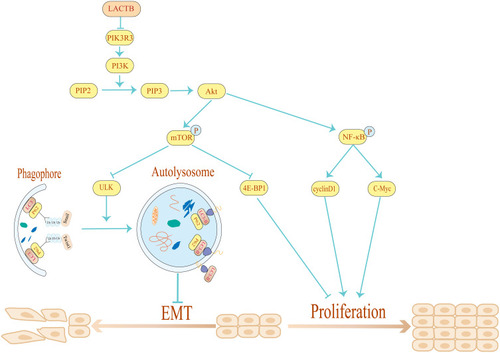 Figure 11 Schematic diagram of the mechanism through which LACTB inhibits EMT and promotes autophagy in CRC via the PI3K/AKT/mTOR signaling pathway. By overexpressing and silencing LACTB and PIK3R3, we demonstrated that LACTB might negatively regulate PIK3R3 to inhibit cancer development. In addition, LACTB can inhibit EMT by promoting autophagy and decreasing the level of Twist1.