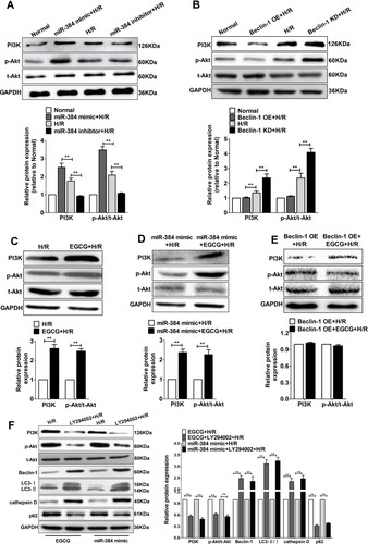 Figure 9 EGCG attenuated H/R-induced H9c2 autophagy by regulating miR-384-5p/Beclin-1 to activate the PI3K/Akt pathway.
