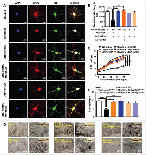 Figure 4. Effect of Atg5- and Atg7-dependent autophagy on regulation of neuronal dendritic morphogenesis in cultured midbrain neurons and mouse brain tissues. Mouse primary midbrain neurons were cultured in Neurobasal® Medium containing 2% B27 and were treated with 100 μM morphine for 24 h. The dopaminergic neurons and dendrites were demonstrated by TH (green) and MAP2 (red) staining (A), respectively. Quantification of total MAP2-positive total dendritic length (B) and dendritic complexity (C) in TH-positive neurons (N = 20). Upon morphine treatment, total dendritic length (B) and dendritic complexity (C) of TH-positive neurons were reduced. DAPI (blue) was used for nuclear staining. These changes could be reversed by knockdown of Atg5 or Atg7 using siRNAs (A to C). Golgi-Cox staining showed that chronic morphine exposure decreased the number of neuronal dendritic spines in the midbrain (D and E) of WT mice, but there were no changes in the Th-Cre/Atg5flox/flox or Th-Cre/Atg7flox/flox mice with or without morphine administration (D and E). Data are representative of 3 independent experiments with similar results. **, P < 0.01; ***, P < 0.001; ****, P < 0.0001; one-way ANOVA with the Tukey's post-hoc test. Bars represent mean ± SEM.