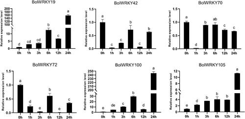 Figure 9. Expression pattern analysis of BolWRKY genes in response to drought stress. The X-axis represents the RNA samples from the whole plants in different treatment at six time points, from left to right: control (0 h), PEG (1 h, 3 h, 6 h, 12 h, 24 h). The BolActin2 was used as an endogenous control for normalization of gene transcript level. The Y-axis represents the relative expression levels of BolWRKY genes using the 2−ΔΔCT method. Data represent the mean ± standard deviation (p < 0.05). (GraphPad Prism 8.0).