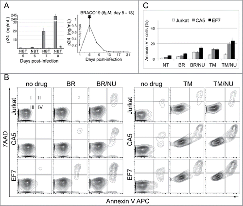 Figure 1. Latently infected cells are susceptible to G4 binding agents and an inhibitor of DSB repair. (A) Antiviral activity of TMPyP4 and BRACO19. Left panel, PM1 cells were infected with replication-competent HIV-1 NL4–3 and exposed to 6 µM BRACO19 (B) or 25 µM TMPyP4 (T). Samples were collected on days 5, 6, 7 and 8 post-infection and HIV-1 gag p24 was assayed in cell-free culture supernatants by ELISA. N – not treated infected PM1 cells. Right panel, BRACO19 displays strong antiviral activity. The level of virus replication dropped rapidly when infected PM1 cells were exposed to the agent on day 5 post-infection and virus was undetectable by p24 ELISA for up to 3 w post-infection. (B) Representative contour plots of flow cytometric analyses showing that Jurkat-derived HIV-1 latently infected cells CA5 and EF7 show increased susceptibility to G4-binding agents and a DNA repair inhibitor. The cultures were maintained in the presence of 6 µM BRACO19 (BR), 15 µM TMPyP4 (TM), and in combination with 1 µM NU7441 (NU), an inhibitor of DNA-PK involved in DSB repair and telomere maintenance. Apoptosis was analyzed at day 6 (left panel), and day 8 (right panel). Live (Square III), early apoptotic (IV), and late apoptotic/dead cells (II) were discriminated based on binding of Annexin V APC and the uptake of 7AAD. (C) The graph shows changes in a population of cells, which stained positively with Annexin V APC (mean of triplicate experiments). NT – not treated cells.