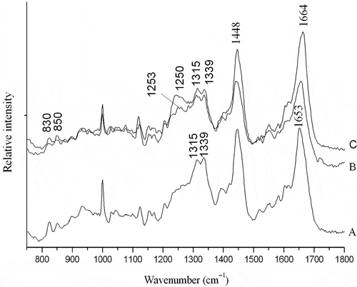 Figure 3  Laser Raman spectroscopy. A: surimi; B: suwari gel setting for 60 min at 40°C; C: surimi gel setting for 60 min at 40°C and cooking for 30 min at 90°C.