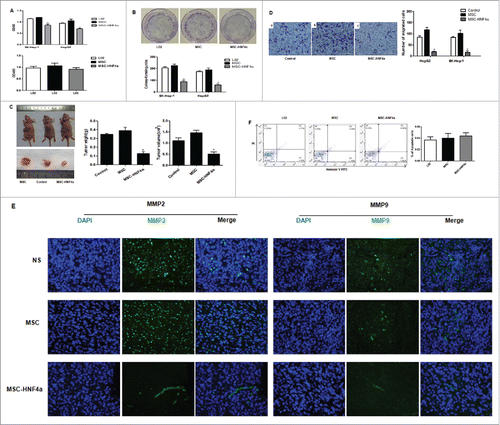 Figure 3. MSC-HNF4α inhibited HCC proliferation, migration and invasion. (A) Upper panel: CCK-8 assay showed that the OD value of SK-Hep-1 and HepG2 cells cultured with 50% MSC-HNF4α conditioned media was significantly decreased as compared to LO2 or MSC-conditioned media. Lower panel: Effect of conditioned-media on LO2 proliferation, no statistically significant difference was observed among 3 groups; (B) The colony formation assay showed that the proliferation of SK-Hep-1 and HepG2 cells treated with MSC-HNF4α conditioned media was significantly lower than that of the control group(L02) and MSC group; (C) The subcutaneous tumorigenicity assay showed that the weight and volume of SK-Hep-1 tumors treated with MSC-HNF4α were significantly decreased compared with those of the control group(NS) and MSC group; (D) The Matrigel invasion assay showed that MSC-HNF4α-conditioned medium significantly inhibits SK-Hep-1 and HepG2 cells invasion in vitro; (E) Immunofluorescence staining showed lower expression of MMP2 and MMP9 in HCC tissues (SK-Hep-1) following MSC-HNF4α treatment compared with the controls.×400; (F)Cell apoptosis assay showed that the different in each group was notstatistically significant. (*P < 0.05).