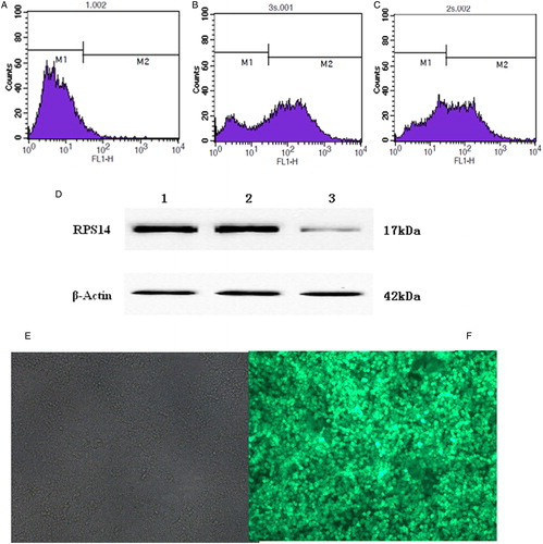 Figure 1. Expression of GFP in SKM-1 cells. (A) Untransfected SKM-1 cells. M1 showed untransfected SKM-1 cells. (B) RPS14-shRNA transfected SKM-1 cells. Transfection efficiency was 68.41% (M2). (C) SKM-1 cells transfected with negative control vector. Transfection efficiency was 58.04% (M2). (D) Protein expression of RPS14 in SKM-1 cells transfected with RPS14-shRNA. Lane 1, untransfected SKM-1 cells; lane 2, SKM-1 cells transfected with negative control vector; lane 3, SKM-1 cells transfected with RPS14-shRNA. (E) Untransfected SKM-1 cells under fluorescence microscope. (F) SKM-1 cells transfected with RPS14-shRNA under fluorescence microscope.