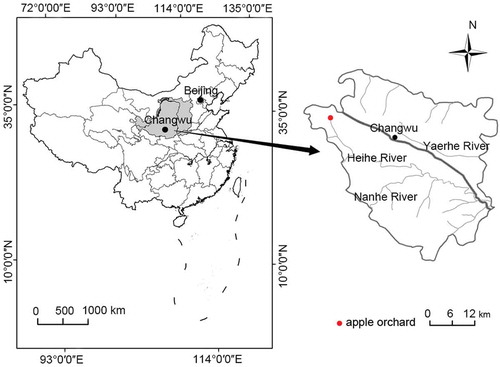 Figure 1. Location of the 8- and 18-year-old apple orchards in the Wangdonggou watershed on the Loess Plateau of China
