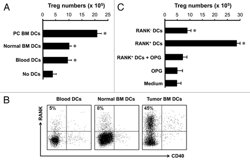 Figure 4. RANK+ DCs induce Treg cell expansion in tumor associated bone marrow. (A) Prostate cancer associated bone marrow DCs stimulated Treg cell expansion. Bone marrow lin-CD11c+ DCs were sorted from human bone marrow, and cultured with blood Treg cells for 4 d as described. The resultant cells were stained with anti-Foxp3. Results are expressed the absolute numbers of Treg cells ± SD n = 5, p < 0.01. (B) Prostate cancer BM DCs expressed RANK. BM cells were stained for DC phenotype and RANK. Results are expressed the percent of RANK+ cells in lin-CD11c+ DCs. One of 5 is shown. (C) Prostate cancer BM DCs mediated Treg cell expansion through RANK. RANK+ and RANK- DCs were sorted and cultured with Treg cells as described (A) in the absence or presence of OPG. Cells were collected for detecting Foxp3 with LSR by gating on CD3+CD4+ viable cells. Results are expressed as the absolute numbers of Foxp3+ cells ± SD n = 5, *p < 0.01.