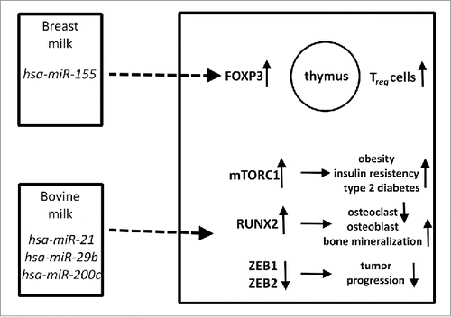 Figure 1. Biological relevance of miRNAs in human and bovine milk affecting various pathways. miR-155 in breast milk might affect thymic T-cell maturation, whereas miRNAs in bovine milk could be relevant in obesity, diabetes mellitus, bone metabolism and maybe in tumor progression. Upward and downward arrows represent increase or decrease, respectively.