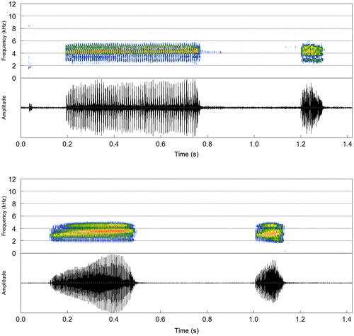 Figure 3. Advertisement call followed by aggressive call (spectrogram and corresponding oscillogram) of S. exiguus (Serra do Tepequém, State of Roraima, Brazil) and S. fuscomarginatus (Uberlândia, State of Minas Gerais, Brazil), respectively.