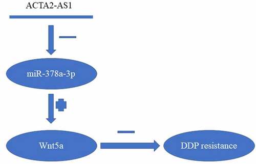 Figure 6. Summary of ACTA2-AS1/miR-378a-3p/Wnt5a axis.