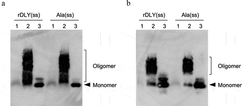 Figure 6. Activities of membrane-binding and prepore-formation of DLY-based recombinants possessing an intramolecular disulfide bond (rDLY(ss) and Ala(ss)). Each recombinant protein was incubated with human erythrocytes in the absence (a) or presence (b) of 10 mM DTT. Subsequently, the recombinant proteins bound on the erythrocytes were observed using immunoblotting with anti-DD antiserum after sodium dodecyl sulfate-agarose gel electrophoresis (SDS-AGE) of the reacted erythrocytes. Lanes: 1, without recombinant protein (erythrocytes only); 2, erythrocytes incubated with recombinant protein; 3, recombinant protein only.