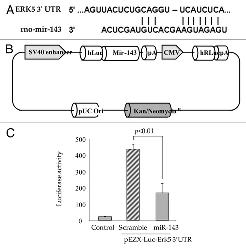 Figure 4 Erk5 is a direct target of miR-143. (A) Computational analysis predicting possible target site of miR-143 conserved in the 3′UTR of Erk5 mRNA. (B) The construction of pEZX-Luc-Erk5 3′UTR luciferase reporter plasmid and precursor miR-143 expression clone. Co-transfection of MSC with pEZX-Luc vector containing Erk5 3′ UTR together with a plasmid encoding miR-143 showed decreased luciferase activity (p < 0.01 vs. pEZX-miR-SC transfected cells). The ratio of luciferase activity was calculated either in the presence or absence of miR-143. (C) Luciferase assay measurement in AAMSC transfected with vectors carrying Luciferase and Erk5 genes.