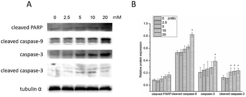 Figure 5. Western blotting (A) and relative protein expression of cleaved PARP, cleaved caspase-9, caspase-3 and cleaved caspase-3 (B). *P < 0.05 compared to the blank control.