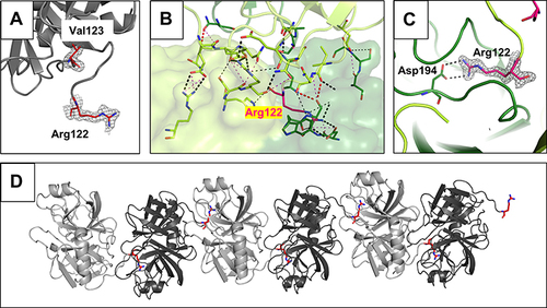 Figure 2 Arg122-Val123 cleavage site and specific interactions of the TRY2 dimer interface. (A) Close-up of the cleaved Arg122 loop. The 2Fo-Fc density map is shown 1.6 Å around Arg122 and Val123 and is contoured at 1.0 σ. No additional density for an intact loop is visible. (B) Interaction interface with interacting residues represented as sticks. The color scheme is the same as in Figure 1. (C) Arg122 specifically interacts with Asp194 in the S1 binding pocket. The 2Fo-Fc density is shown using the same parameters as in (A). (D) Crystallographic assembly of a TRY2 fiber with repetitive TRY2 dimers. Arg122 is highlighted in red. Two nicked TRY2 monomers (light and dark grey) form the asymmetric unit.