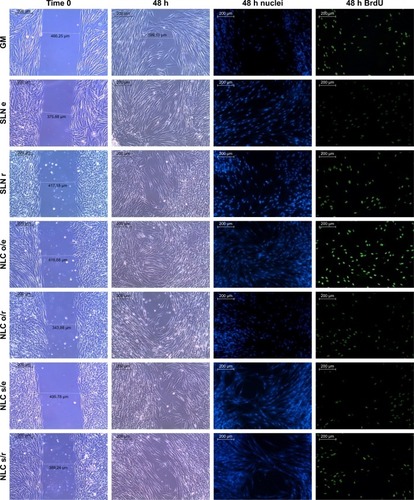 Figure 5 Microphotographs of cell substrates taken at time 0 (immediately after insert removal) and after 48 h of growth, by using optical microscope and after 48 h of growth by using fluorescence microscope (cell nuclei stained with Hoechst 33258 in blue and proliferating cells stained with anti-BrdU antibody in green). Scale bars =200 µm.Abbreviations: GM, growth medium; SLN, solid lipid nanoparticles; NLC, nanostructured lipid carriers; e, eucalyptus oil; r, rosemary oil; o, olive oil; s, sesame oil.
