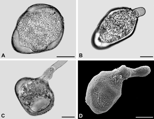 Figure 5. A–D. Carex flacca (A–C. LM; D. SEM): A. Pseudomonad in optical cross section. The apertural regions lack a thick intine. Note structured dense layer (arrow) at the distal pole; B. Pollen tube formed from the distal poroid; C. Pollen tube formed from an equatorial poroid; D. Pollen tube formed from the distal poroid. Note widely expanded poroid region. Scale bars – 10 μm.