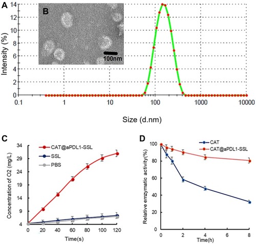 Figure 2 Characterization of CAT@aPDL1-SSLs.Notes: (A) The particle size distribution of CAT@aPDL1-SSLs determined by DLS. (B) Morphological images observed by TEM. Scale bar: 100 nm. (C) Concentrations of O2 in H2O2 solution detected by a portable dissolved oxygen meter after adding CAT@aPDL1-SSLs and SSLs. (D) Relative catalytic ability of free CAT and CAT@aPDL1-SSLs at different time points after protease K treatment (0.5 mg/mL).Abbreviations: CAT, catalase; CAT@aPDL1-SSLs,CAT-loaded immunoliposomes; DLS, dynamic light scattering; TEM, transmission electron microscopy.