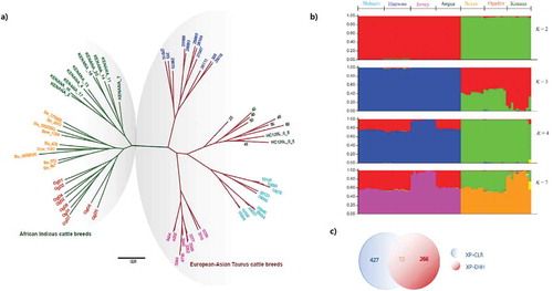 Figure 1. Population structure and relationship of cattle breeds considered. (a) Phylogenetic tree (Green Branch, Green Node—Kenana; Green Branch, Orange Node—Boran; Green Branch, Red Node—Ogaden; Red Branch, Blue Node—Hanwoo; Red Branch, Green Node—Angus; Red Branch, Cyan Node—Holstein; Red Branch, Rose Node, (b) Population structure at 2, 3, 4 and 7 population assumptions, (c) Number of genes identified from XP-CLR and XP-EHH statistics.