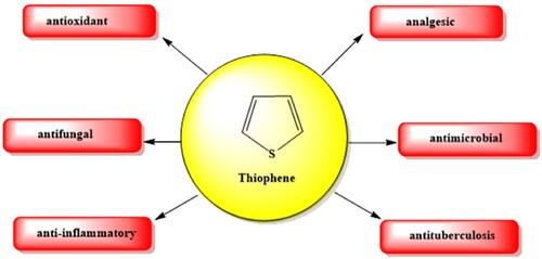 Figure 1. Some biological activities of thiophene nucleus.