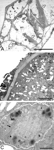 Figure 3 A–C. TEM micrographs of Consolea picardae male‐fertile mature anther and pollen grain. A. Anther wall composed of epidermis (e) and endothecium (en) with fibrous thickenings (arrows), note Ubisch bodies along lower right. B. Detail of mature pollen grain, the cytoplasm is filled with starch grains (sg) and the pollen grain wall is formed by intine (in) and exine (ex); the ex is interrupted at the colpus. C. Detail of sperm cell, showing a wavy cell wall, a cytoplasm with rER (arrow), mitochondria, nucleus (n), and lipid globules but no sg. Scale bar – 5 µm (A); 2.5 µm (B); 0.5 µm (C).
