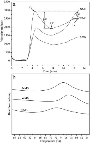 FIGURE 6 RVA and DSC patterns of NMS, WMS, and SMS: (a) RVA patterns; and (b) DSC patterns. PV: peak viscosity; TV: trough viscosity; BV: breakdown viscosity (PV-TV); FV: final viscosity; SV: setback viscosity (FV-PV).