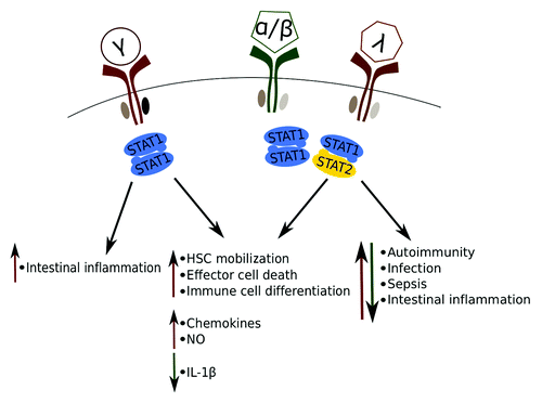 Figure 1. The control of Inflammation by interferons and their STATs. Arrows indicate whether a particular event is increased by IFN, decreased or whether either can occur in different inflammatory diseases. The IFN-γ receptor operates by activating a STAT1 dimer, whereas both the type I IFN (IFN-α/β) and IFN-λ receptors operate through the ISGF3 (STAT1/STAT2/IRF9) complex.