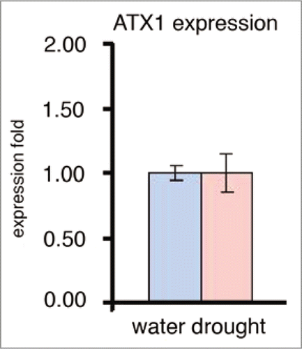 Figure 2 Transcript levels of the ATX1 gene upon exposure to water withdrawal. Real-time RT-PCR assay of the ATX1 gene transcript levels in non-stressed wild type leaves and in leaves exposed to air for two hours (see text for details).