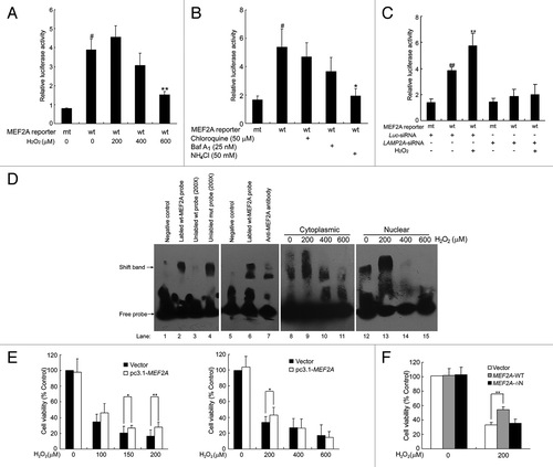 Figure 10. Impairment of MEF2A functions after blockade of CMA with excessive oxidative stress. (A) Effect of H2O2 on MEF2A transactivation activity. HEK 293T cells were transfected with a MEF2A-responsive luciferase reporter and pRL-TK. Twelve hours after transfection, the cells were cultured in the absence or presence of H2O2 (0 to 600 μM) for an additional 12 h. The firefly and renilla luciferase were measured, respectively, and the firefly luciferase activity was normalized to respective renilla luciferase. #P < 0.05 vs. mt-MEF2A reporter transfection alone; **P < 0.01 vs. wt-MEF2A reporter transfection alone. (B) Inhibition of MEF2A transactivation activity by lysosome inhibitors. HEK 293T cells were transfected with a MEF2A-responsive luciferase reporter and pRL-TK. Twelve h after transfection, the cells were respectively treated with chloroquine, Baf A1 or NH4Cl for an additional 12 h, and MEF2A transactivation activity was measured by MEF2A-dependent reporter assay as described in (A). #P < 0.05 vs. mt-MEF2A reporter transfection alone; *P < 0.05 vs. wt-MEF2A reporter transfection alone. (C) Effect of LAMP2A knockdown on MEF2A transactivation activity. HEK 293T cells were cotransfected with Luc-siRNA or Lamp2A-siRNA-1 and a MEF2A-responsive luciferase reporter and pRL-TK. Twenty-four hours after transfection, the cells were treated with or without 200 μM of H2O2 for an additional 12 h, and MEF2A transactivation activity was measured by MEF2A-dependent reporter assay. ##P < 0.01 vs. mt-MEF2A reporter transfection alone; **P < 0.01 vs. wt-MEF2A reporter transfection alone. (D) Effect of H2O2 on MEF2A DNA binding activity. DNA-binding activity of MEF2A in the cytoplasmic or nuclear fractions of SK-N-SH cells was assessed by EMSA 24 h after treatment with different dosages of H2O2 (0 to 600 μM). Upper arrow indicates the specific MEF2A-probe complex, lower arrow indicates the free probes. (E) Effects of MEF2A on the survival of neuron cells treated with H2O2. Neuro-2A cells transfected with mock vector (pcDNA3.1) or pc3.1-MEF2A plasmid were exposed to different concentrations of H2O2 for 24 h. Viable cells were identified by the MTT assay. * P < 0.05, **P < 0.01. (F) Neuro-2A cells transfected with mock vector (pcDNA3.1), pc3.1-MEF2A or MEF2A-∆N plasmid were exposed to 200 μM of H2O2 for 24 h. Viable cells were identified by the MTT assay. *P < 0.05, **P < 0.01. Mock-vector transfected cells were considered as 100% in (E and F).