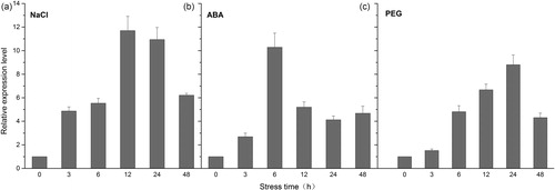 Figure 2. Expression analysis of KvNHX1 in leaves of Kosteletzkya virginica seedlings under abiotic stress by qRT-PCR. (a) 300 mmol L−1 NaCl treatment. (b) 100 μmol L−1 ABA treatment. (c) 15% PEG 6000 treatment. Note: Each data point represents the average of three replications and the error bars represents standard deviations based on three replications.