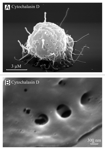 Figure 2. TVEs and invaginations on neutrophil bodies. Scanning electron images of neutrophils plated onto fibronectin in the presence of the actin-disrupting agent cytochalasin D (10 µg/ml) for 20 (A) and 40 (B) min. TVEs and specific invaginations were observed on the cell body. (B) The invaginations on the neutrophil bodies resemble “porosomes” of exocrine and neuroendocrine cells, with two depressions.