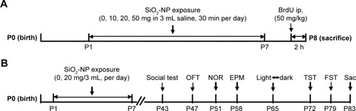 Figure 1 Schematic diagram of the experimental procedures.Notes: (A) Mice were exposed to atomized SiO2-NPs at different doses (10 mg, 20 mg, and 50 mg) from P1–P7 and then injected with BrdU (50 mg/kg) at P8. Pups were sacrificed 2 h after BrdU injection, and the brains and lungs were collected for the next experiment. (B) Mice underwent the same process as above at the dose of 20 mg during the first week and returned to normal life until the initiation of the behavior tests.Abbreviations: P, postnatal day; SiO2-NPs, silica nanoparticles; BrdU, 5-bromo-2-deoxyuridine; ip, intraperitoneal; OFT, open-field test; NOR, novel object recognition; EPM, elevated plus maze; TST, tail suspension test; FST, forced swimming test; Sac, sacrifice.