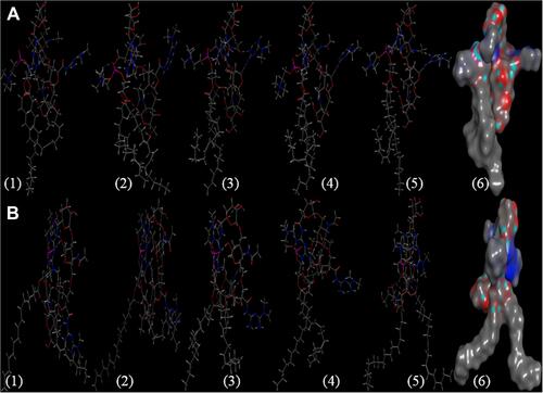 Figure 4 Snapshots from molecular dynamics simulation of the HA-MPS in water (A) and in chloroform (B), with the molecules of both solvents hidden at (1) 0.2 nanosecond, (2) 0.4 nanosecond, (3) 0.6 nanosecond, (4) 0.8 nanosecond, (5) 1 nanosecond and (6) 3D surface of the complex after 1 nanosecond using MOE 2015.10 software.