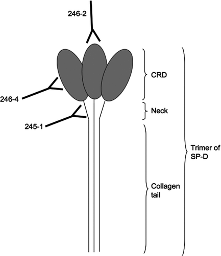 Figure 1  Binding of monoclonal antibodies to epitopes on SP-D. 245–1 binds to the neck area of SP-D, which may become less accessible when SP-D is polymerised. 246–4 binds to the lateral side of the CRD and blocks the binding of gp340 to SP-D. 246–2 binds to the lectin site and reduces the binding of viruses to SP-D.